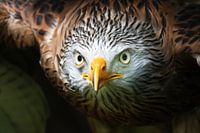 Indringende blik van een rode wouw