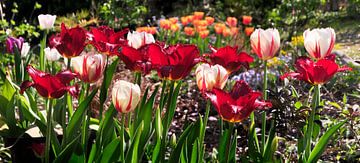 Tulips in bloom by Corinne Welp