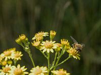 Happy bee on a flower