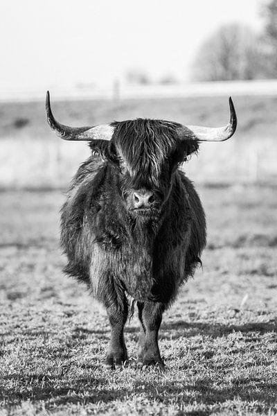 Le Highlander écossais sous le soleil du soir par Maria-Maaike Dijkstra