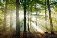 Sun harps in the beech forest at sunrise | Utrechtse Heuvelrug