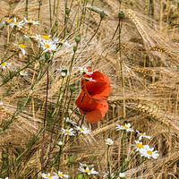 klaprozen in graan vierkant