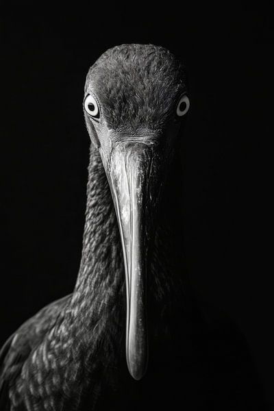 Ibis von Poster Art Shop