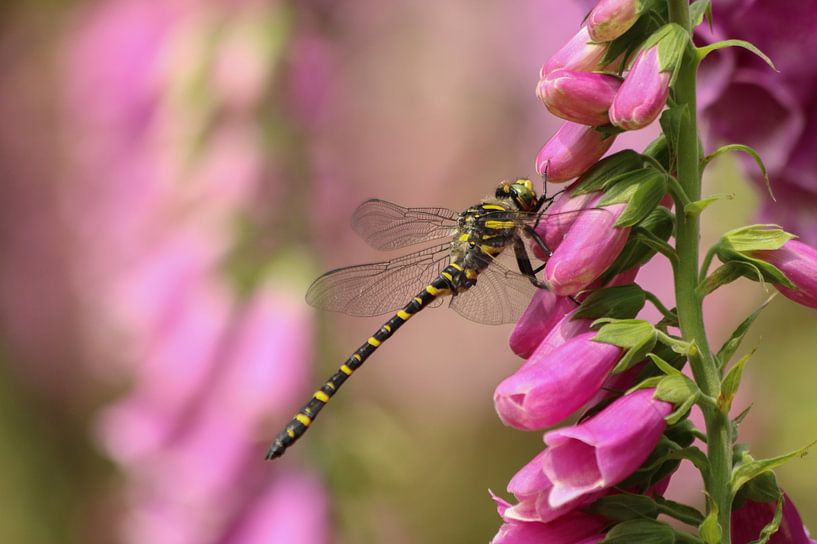 Common spring dragonfly by Robin Faassen