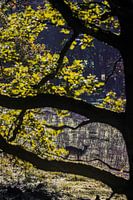 A silhouette of a deer in the frame of a forest with colourful leaves.