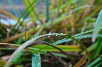 Regentropfen auf Gras