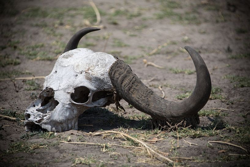 skull schedel waterbuffel end of story van De wereld door de ogen van Hictures