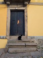 Katze vor einer blauen Tür in Porto