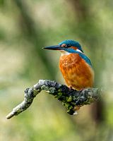 Eisvogel auf einem Ast vor einem schönen Bokeh-Hintergrund (Öleffekt)