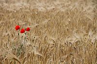 Coquelicots dans un champ de maïs, Toscane