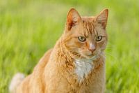 Roter Kater auf der Wiese
