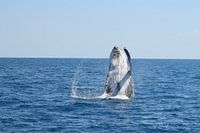 De buik van een bultrug