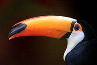 Toucan géant