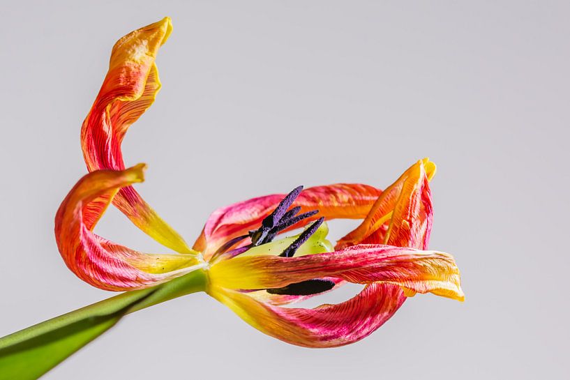 &quot;Beauty of decay&quot; by Peter van Hengstum