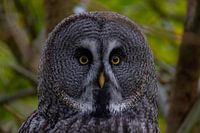 Chouette à moustaches dans la forêt - Portrait mystique aux yeux jaunes