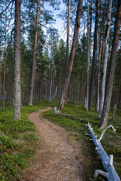 Walk through the forest by Miranda Kimenai-Beerens