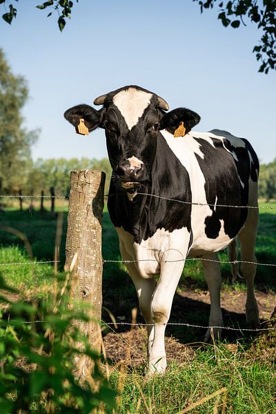 Une vache sous le soleil d'automne par Mickéle Godderis
