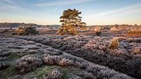 Winterlandschaft auf dem Hondsrug in Drenthe