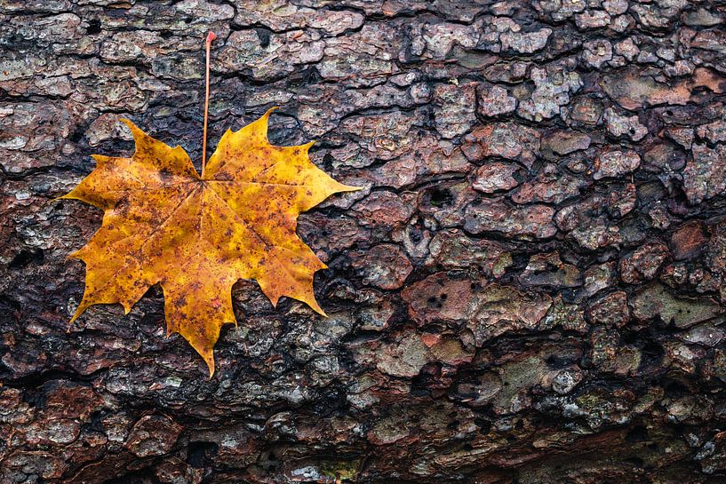 Autumn leaf on a tree bark by Martijn Smeets