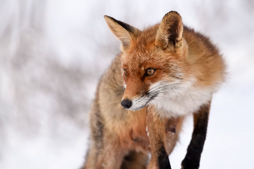 Renard dans la neige dans les dunes - dans les dunes d'approvisionnement en eau d'amsterdam par Jolanda Aalbers