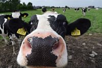 Neugierige Kuh, Nederlan