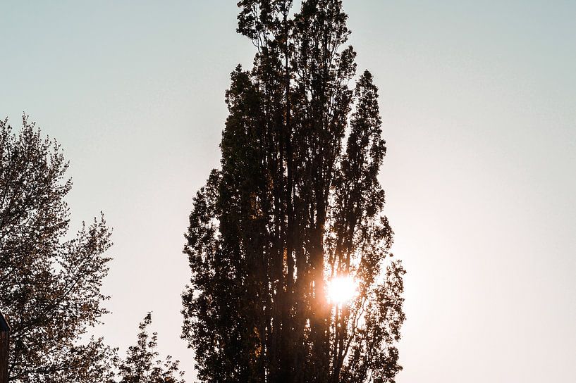 Bomen zonlicht van Jane Changart