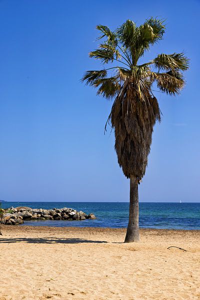Plage et Méditerranée avec palmier flou et voiliers de Port Grimaud Vue direction Saint Tropez, Cote d'Azur par Andreas Freund