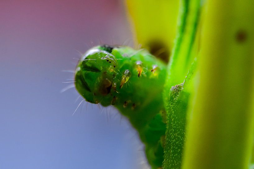 Rups von Peter Relyveld
