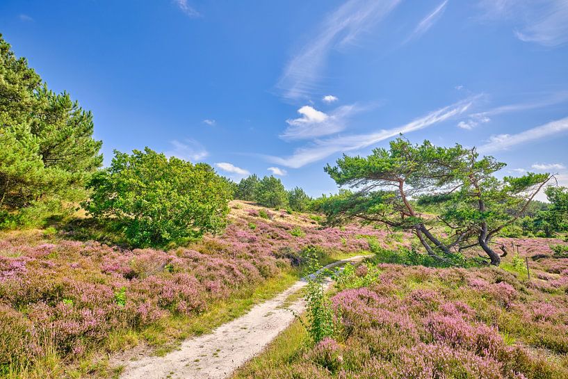 Schoorler Dünen werden lila von eric van der eijk