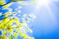 daytrails - zon - boom - draaien - abstracte kunst