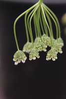 La bourdaine naturelle dans le jardin