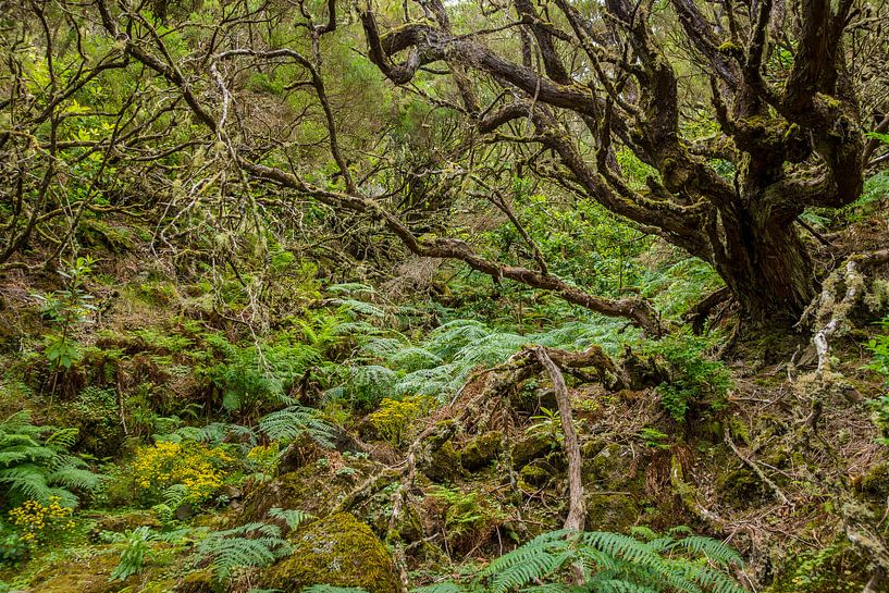 Laurisilva van Madeira by Michel van Kooten
