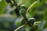Detail eines Feigenbaums im Sommerregen mit Feigen