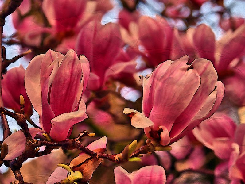 Magnolia Beauty par Edgar Schermaul