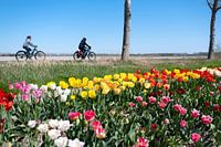 cycling between the tulips