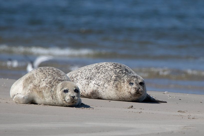 Texel seals by Robert Van den Bragt