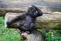 Baby Gorilla