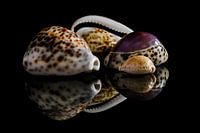 Muschelsammlung 6: Kaurischnecken