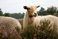 Leben auf der Heide - Ein Schaf als Spiegel der Natur