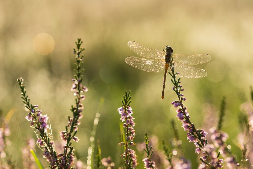 Darter in heller Hintergrundbeleuchtung von Francois Debets