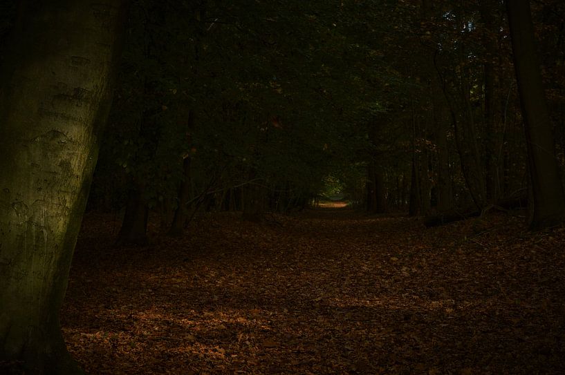 Het Donkere Bospad par DoDiLa Foto's