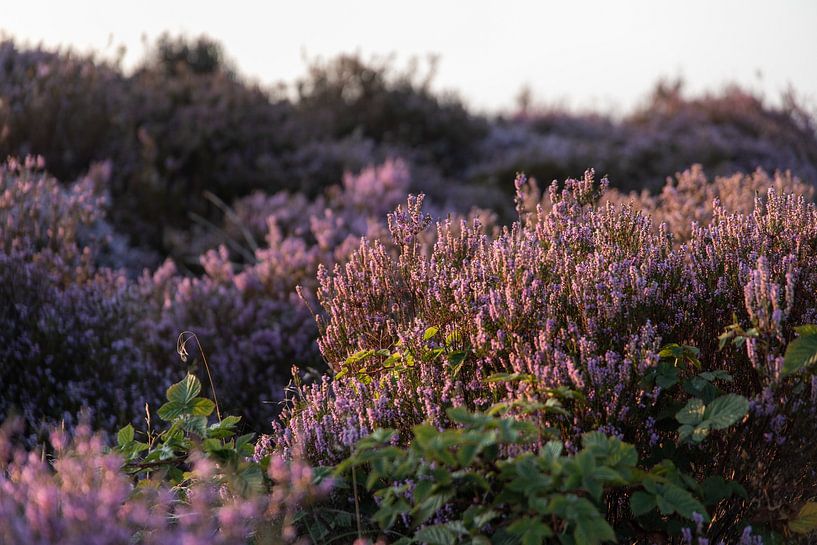 Violettes Heidekraut von Alwin Kroon