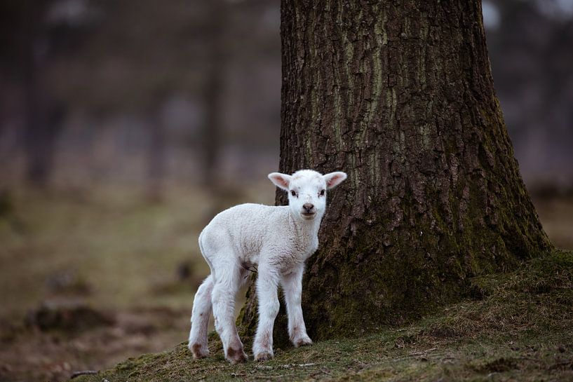 Innocence by Fardo Dopstra