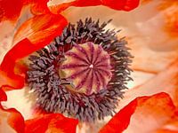 Closeup of the heart of a picotee poppy