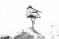 Verträumte Rotschwanz-Schnepfe