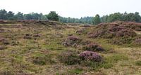 Heide landschap in Nederland