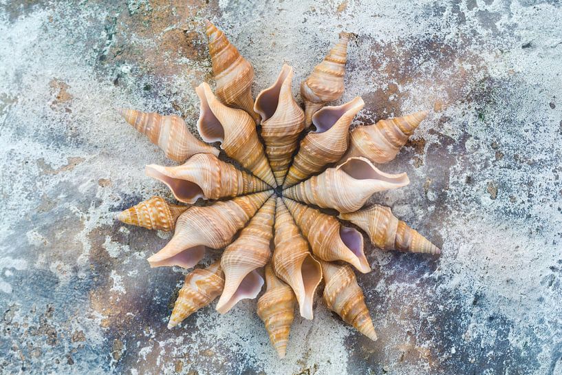 Cercle de coquillages aux couleurs de la mer et de la plage par Lisette Rijkers