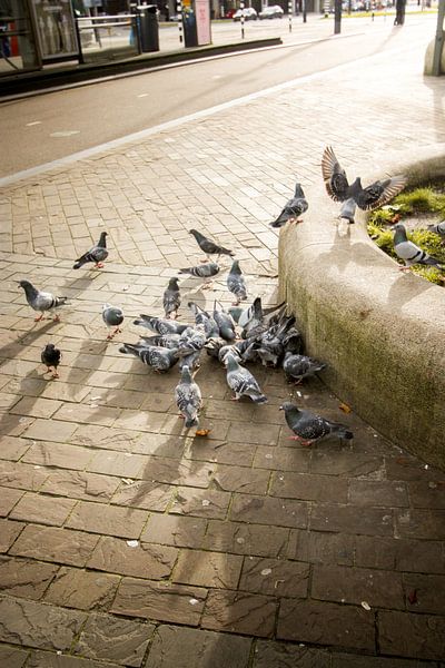 Pigeons de rue. par JMook Photography