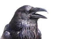 Rabe im Yellowstone-Nationalpark