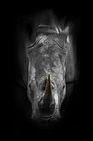 Rhinoceros print with black background